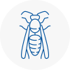Balby Wasp Nest Removal